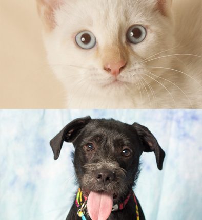 Pet Adoption in Gilbert