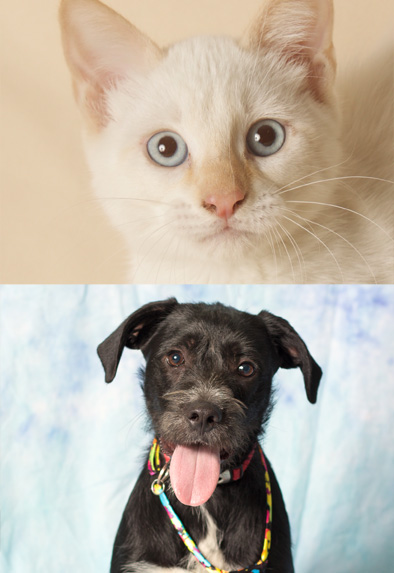 Pet Adoption in Gilbert