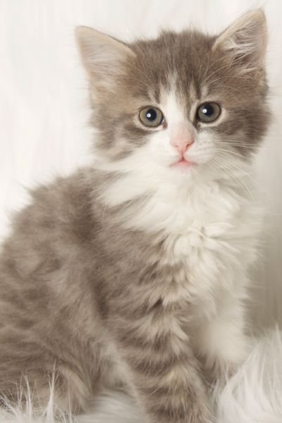 Adopting a Cat | Cat Adoption | Gilbert Cat Rescue | Friends for Life