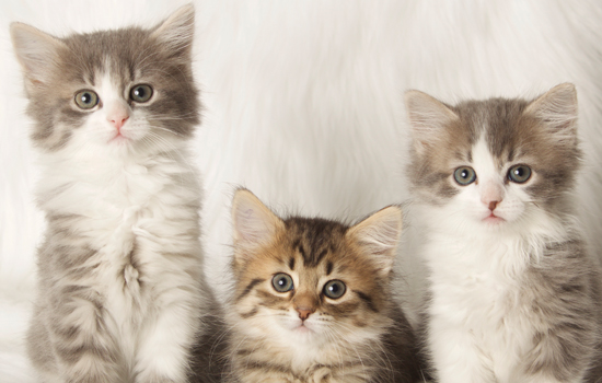 Kittens » Friends for Life Animal Rescue
