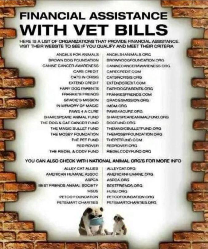 100% Donation Based Assistance with Unplanned Vet Costs for Cats in WNC